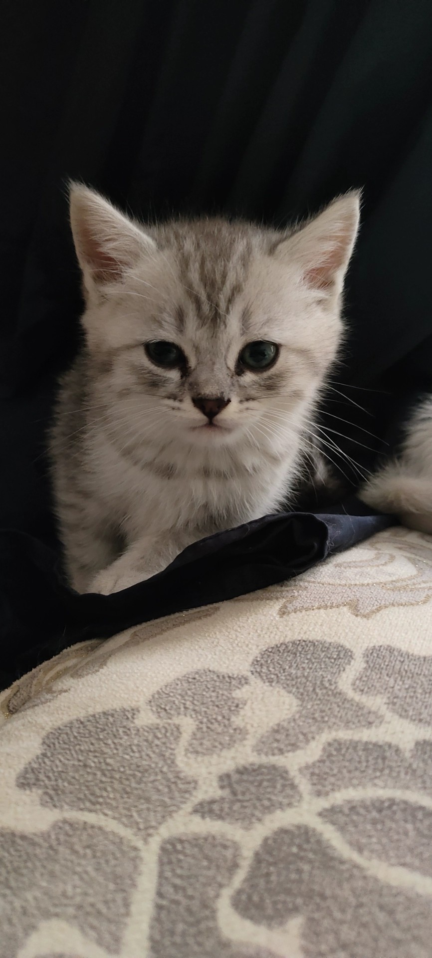 银渐层小猫咪 2个多月 活泼健康 无病无癣